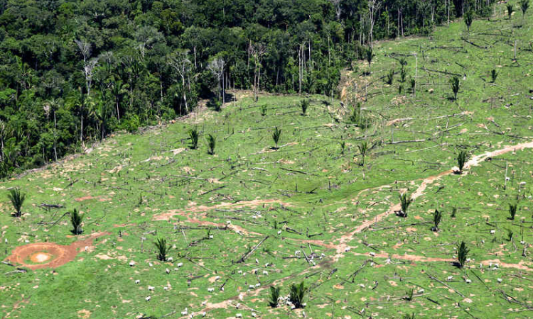 Investors urge states  to stop deforestation